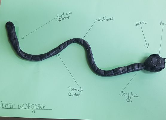 model tasiemca wykonany przez Artura