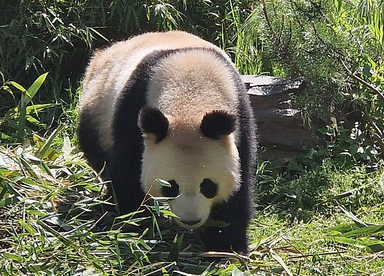 Grafika 68: Niezapomniana wycieczka - Berlin wzdłuż i wszerz!