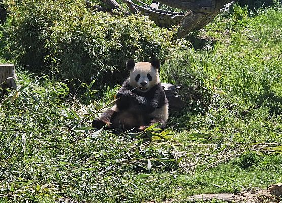 Grafika 69: Niezapomniana wycieczka - Berlin wzdłuż i wszerz!