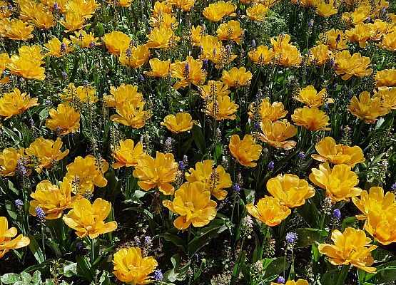 Grafika 72: Niezapomniana wycieczka - Berlin wzdłuż i wszerz!