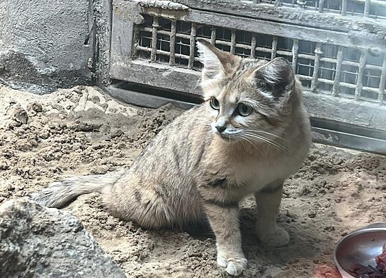 Grafika 91: Niezapomniana wycieczka - Berlin wzdłuż i wszerz!