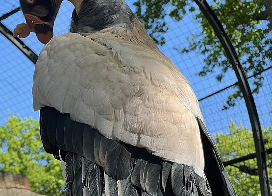 Grafika 92: Niezapomniana wycieczka - Berlin wzdłuż i wszerz!