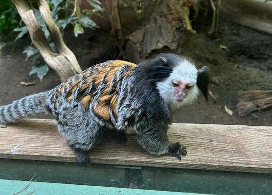 Grafika 93: Niezapomniana wycieczka - Berlin wzdłuż i wszerz!