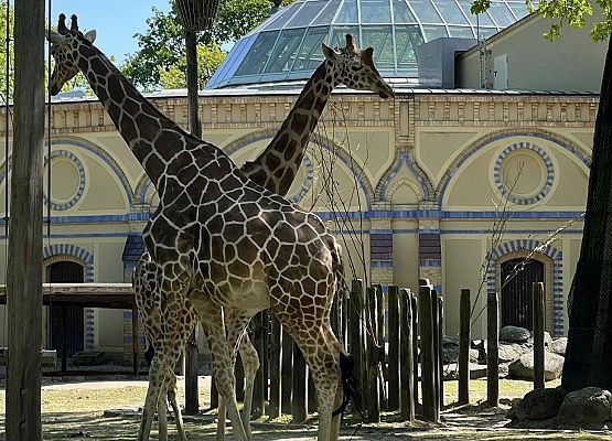 Grafika 95: Niezapomniana wycieczka - Berlin wzdłuż i wszerz!