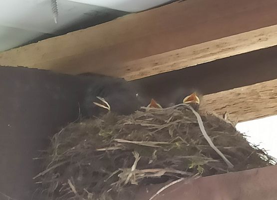 ptaszki w gnieździe