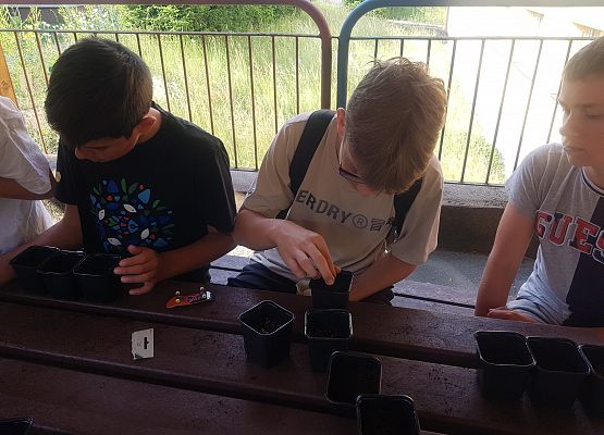 chłopcy sieją koperek