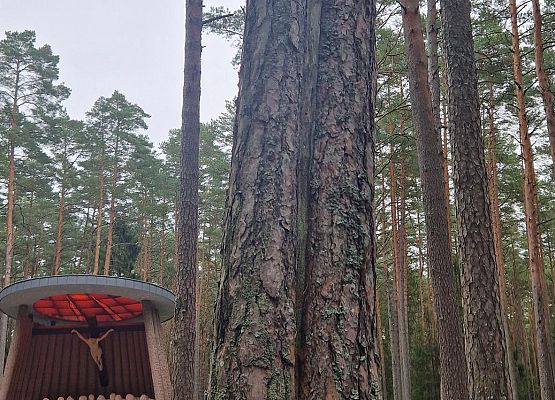 Żywa lekcja historii