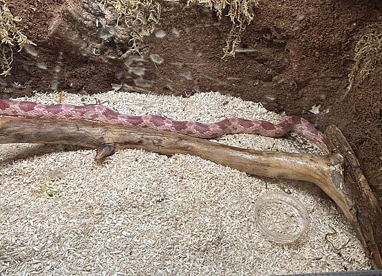 o tym co je egzotyczne zwierze