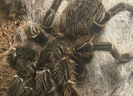 pająk i jego świat