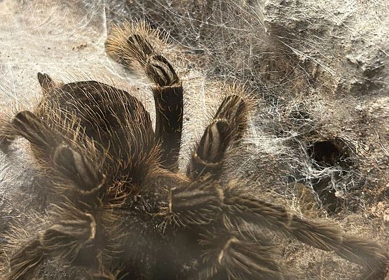 przyglądamy się pająkom