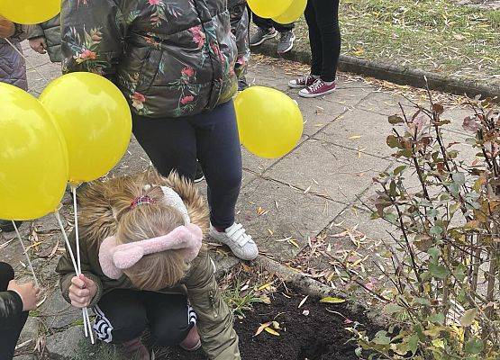 Uczniowie trzymają w rękach żółte balony i sadzą cebulki żonkili