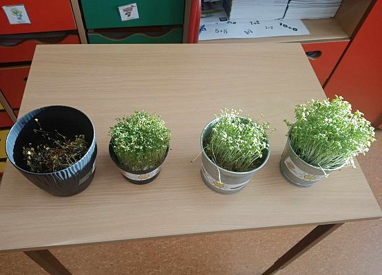 Grafika 6: Hodowla rzeżuchy w klasie 1b