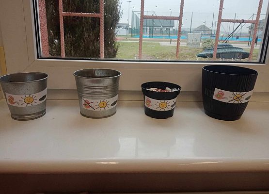 Grafika 9: Hodowla rzeżuchy w klasie 1b