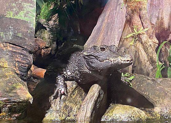 niesamowite zwierzęta