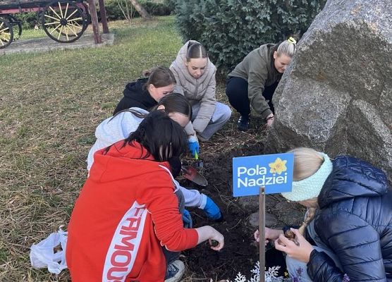 Uczniowie kucają i sadzą cebulki żonkile