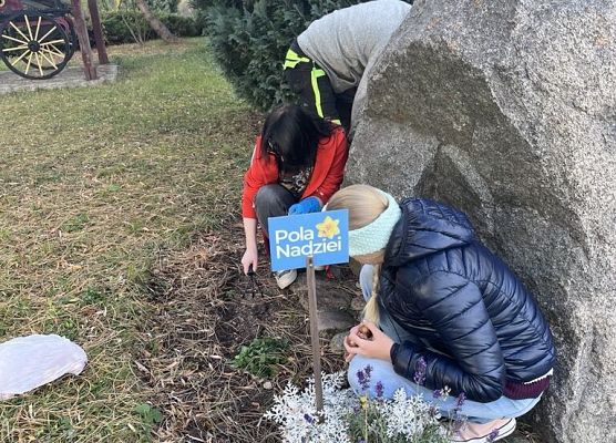 W ziemię wbita jest niebieska tabliczka z hasłem pola nadziei , uczniowie kucają i sadzą cebulki żonkilu