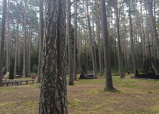 charakterystyczne nacięcia na drzewach