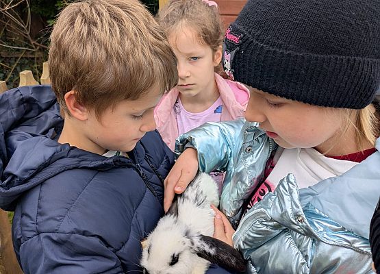 Czarek przekazuje królika