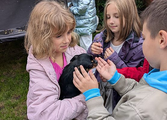 Pola trzyma królika