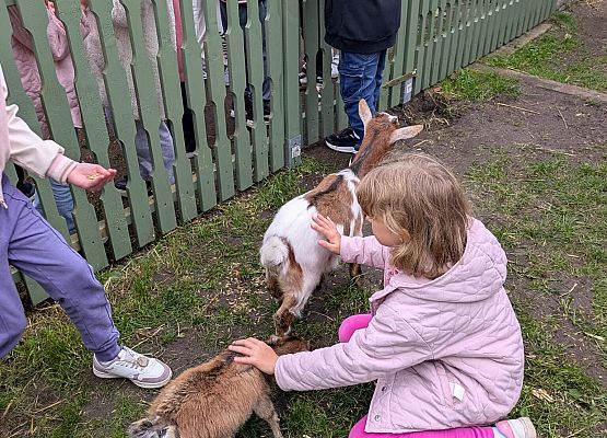 Pola zatrzymuje kozy