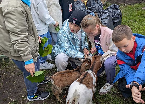 głaszczemy króliki