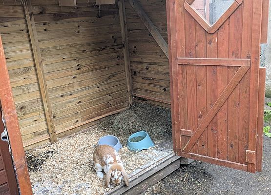 mieszkanie królików