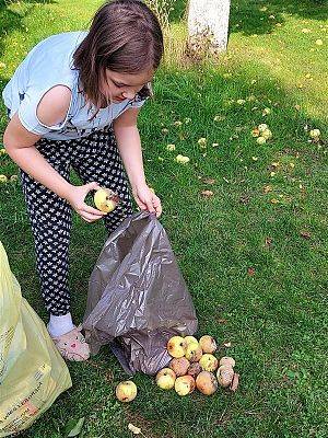 Emilka segreguje jabłka do bioodpadów