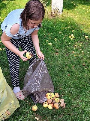 Emilka segreguje jabłka do bioodpadów
