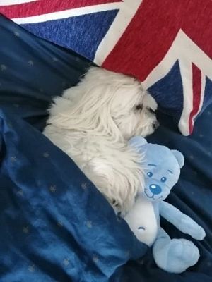  Grafika #27: Dzień Czarnego Kota