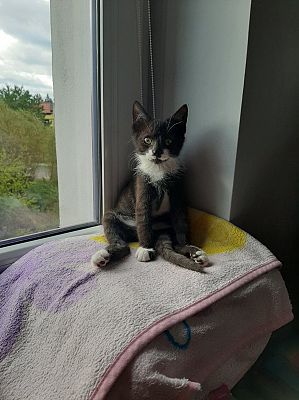  Grafika #24: Dzień Czarnego Kota