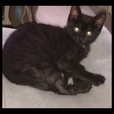  Grafika #26: Dzień Czarnego Kota