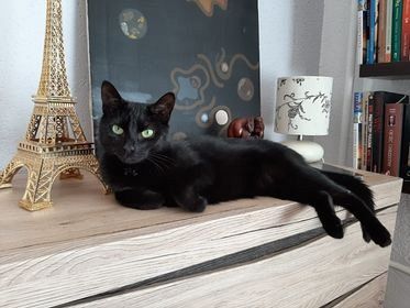  Grafika #28: Dzień Czarnego Kota