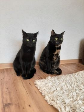  Grafika #23: Dzień Czarnego Kota