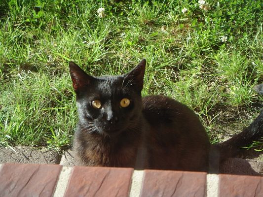  Grafika #22: Dzień Czarnego Kota