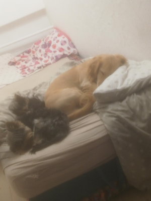  Grafika #14: Dzień Czarnego Kota