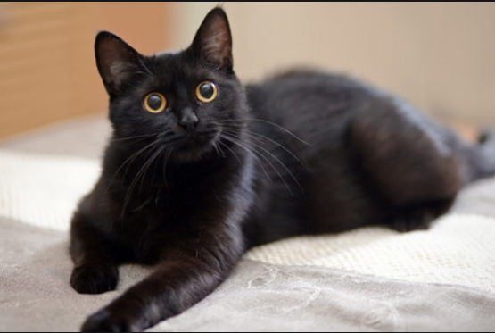  Grafika #10: Dzień Czarnego Kota