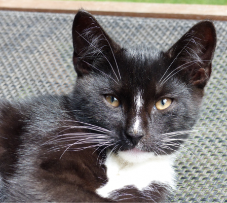  Grafika #12: Dzień Czarnego Kota