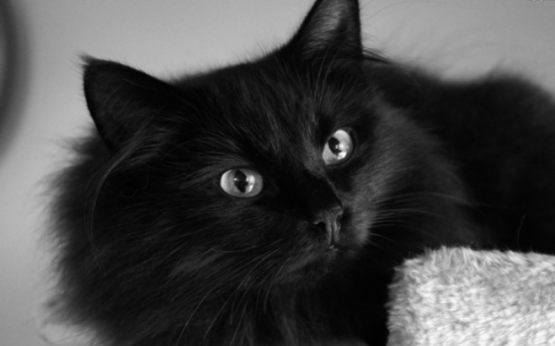  Grafika #13: Dzień Czarnego Kota