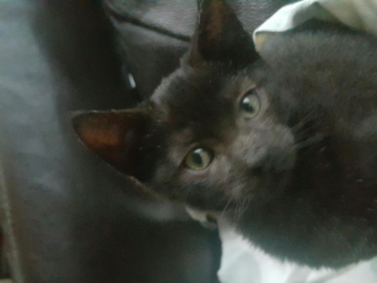  Grafika #16: Dzień Czarnego Kota