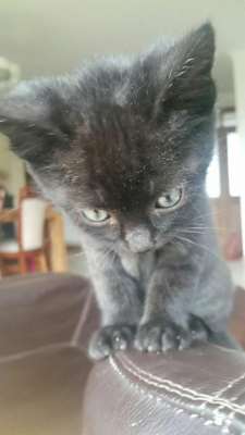  Grafika #19: Dzień Czarnego Kota