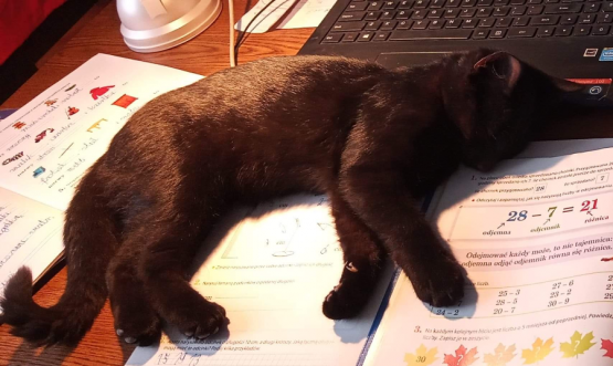  Grafika #9: Dzień Czarnego Kota