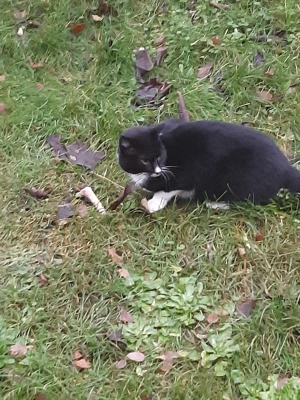  Grafika #8: Dzień Czarnego Kota