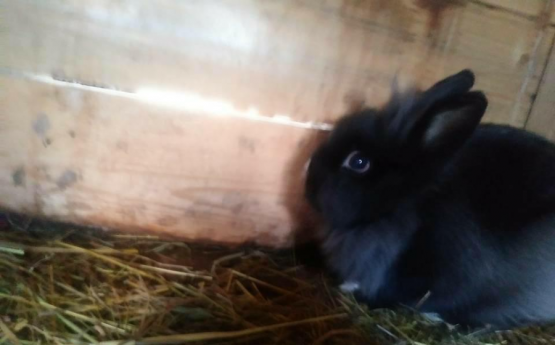  Grafika #7: Dzień Czarnego Kota