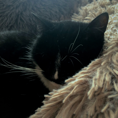  Grafika #20: Dzień Czarnego Kota