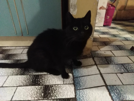  Grafika #18: Dzień Czarnego Kota