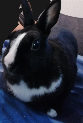  Grafika #25: Dzień Czarnego Kota