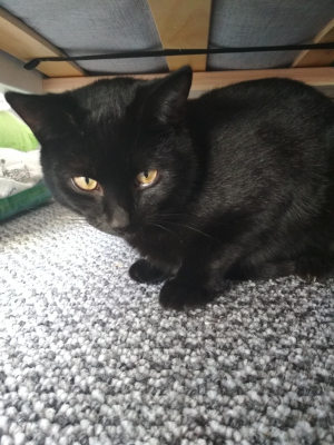  Grafika #31: Dzień Czarnego Kota