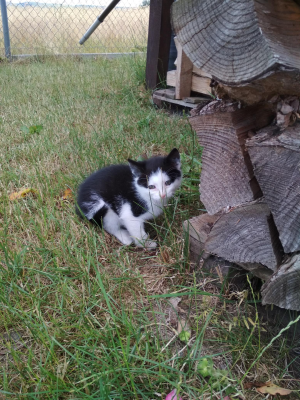  Grafika #29: Dzień Czarnego Kota