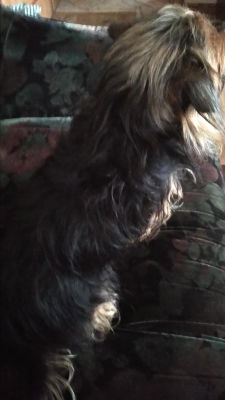  Grafika #15: Dzień Czarnego Kota