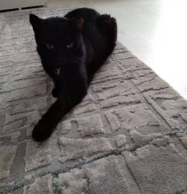  Grafika #1: Dzień Czarnego Kota